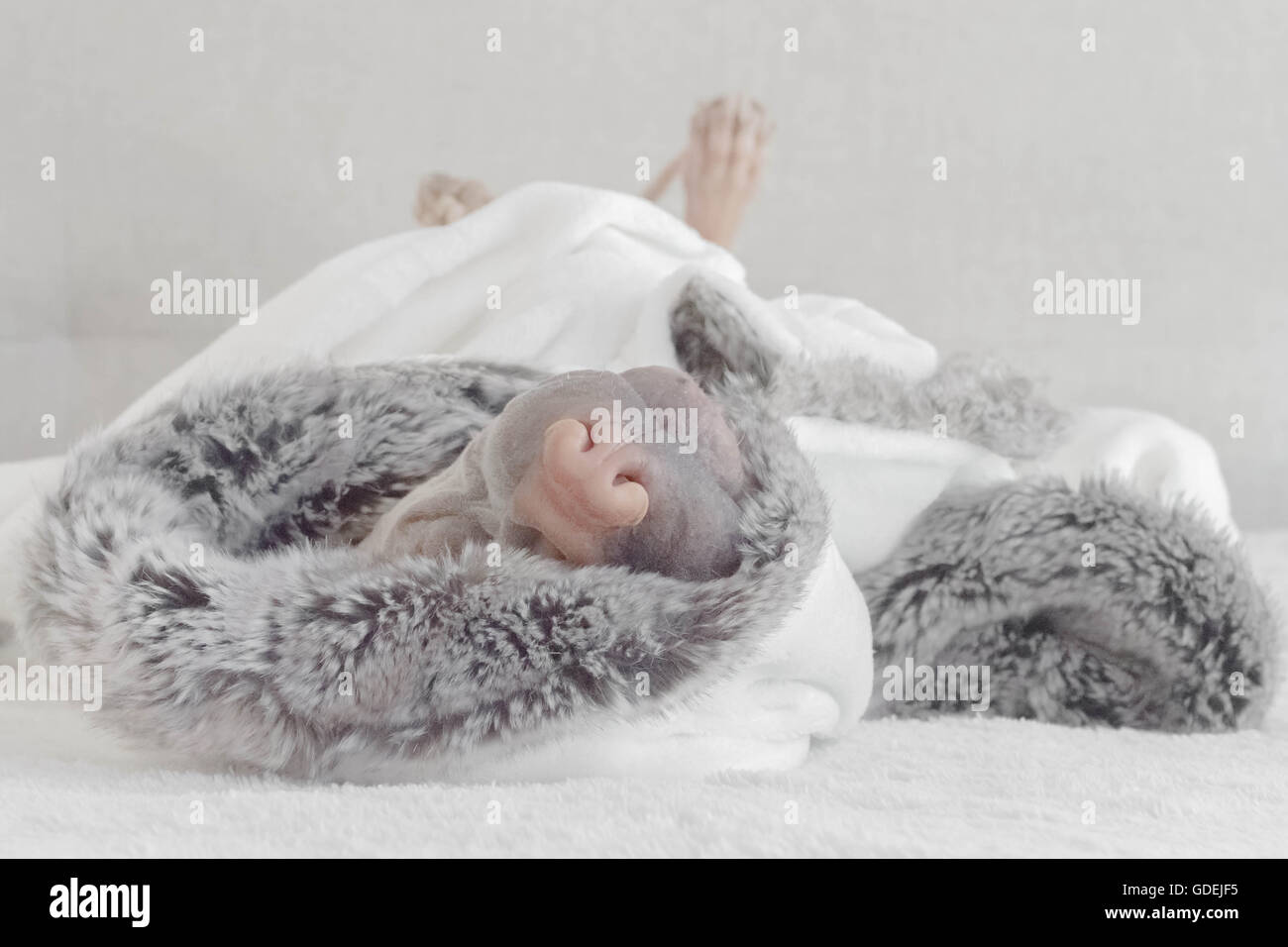 Shar pei dog wrapped in a blanket sleeping Stock Photo