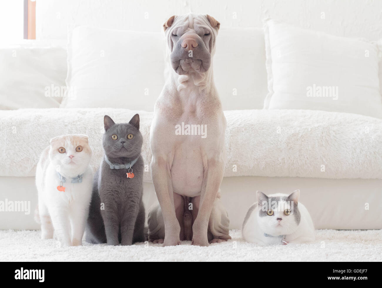 Shar pei dog, british shorthair and scottish fold cats sitting in a row Stock Photo