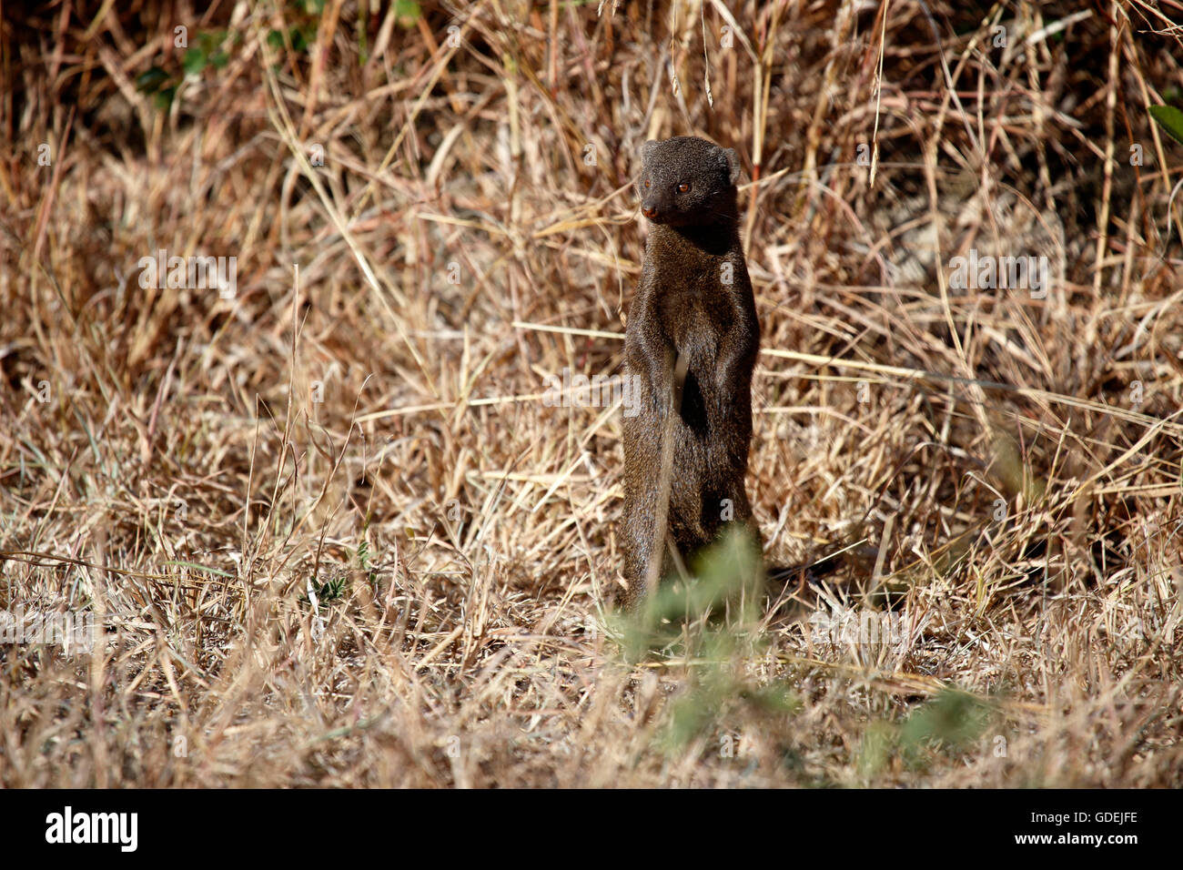 Portrait of a brown mongoose standing up, Kruger National Park, South Africa Stock Photo