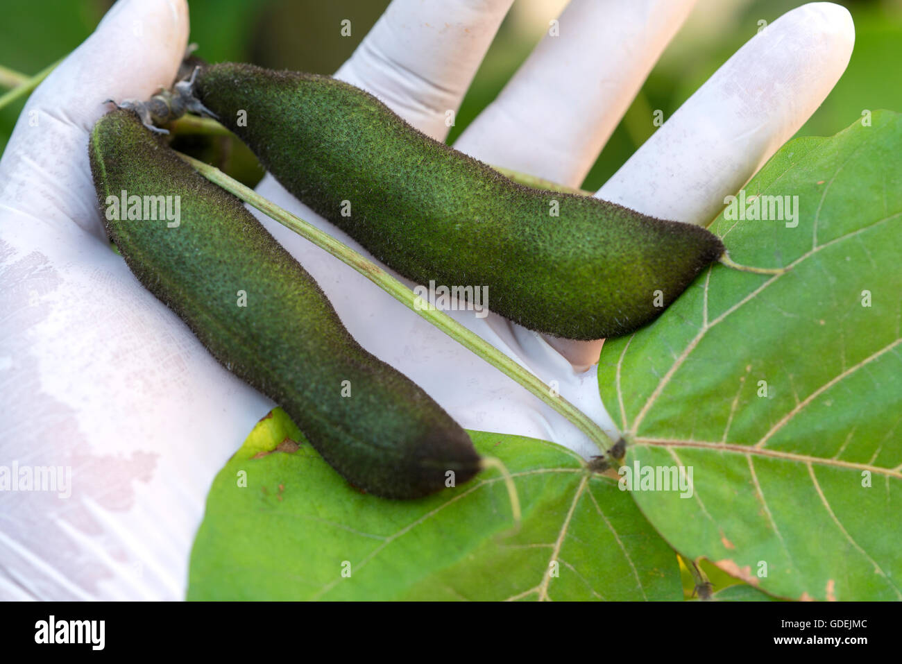 Hand holding velvet bean (mucuna pruriens) Stock Photo