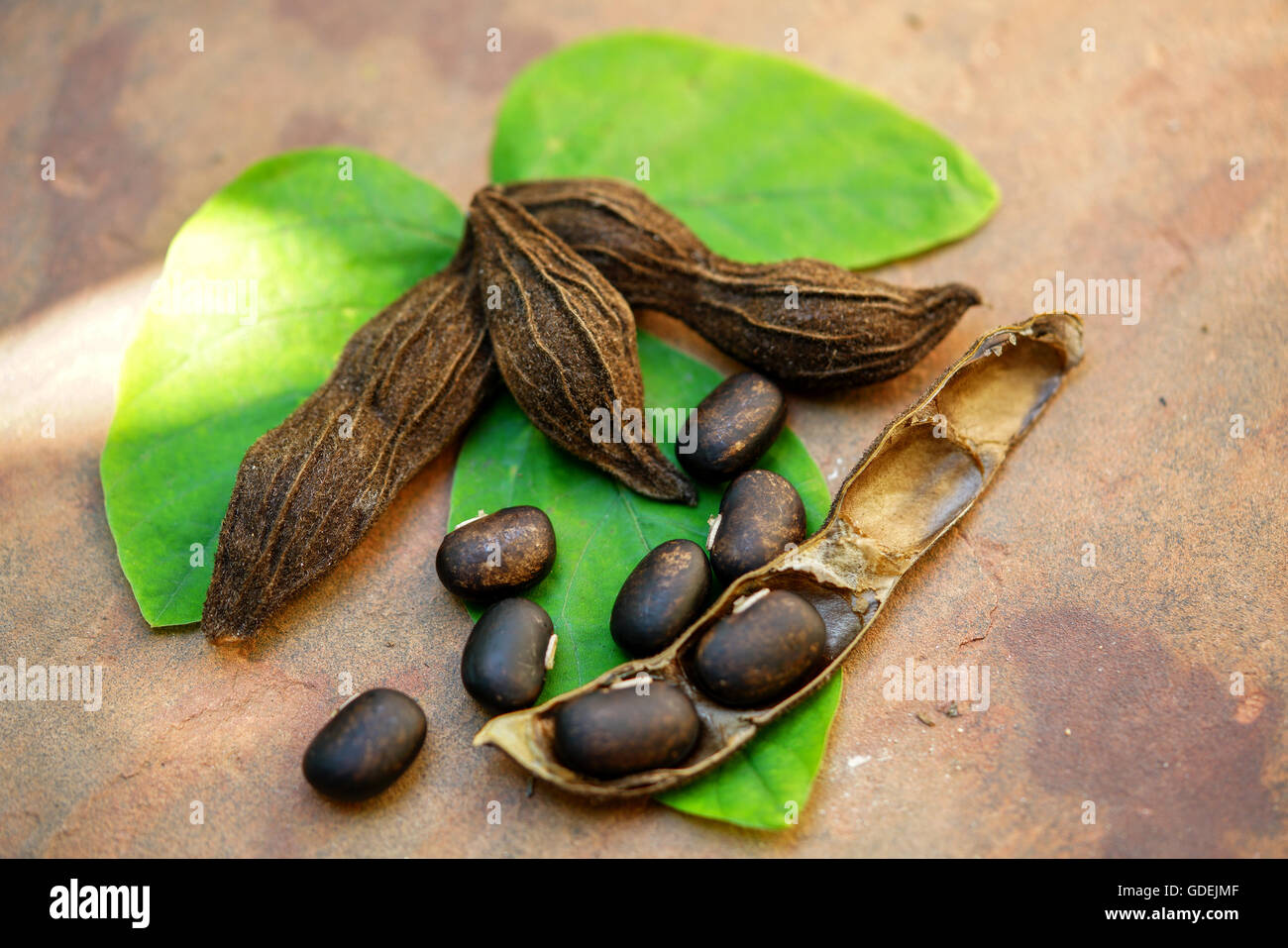 Seeds of velvet bean (mucuna pruriens) Stock Photo