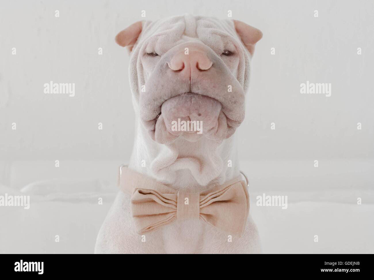 Shar Pei dog wearing bow tie Stock Photo