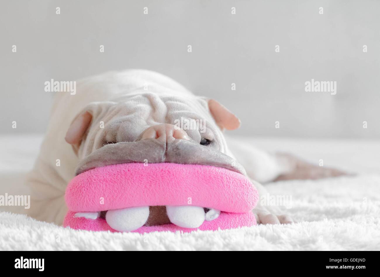 Dog mouth toy hires stock photography and images Alamy