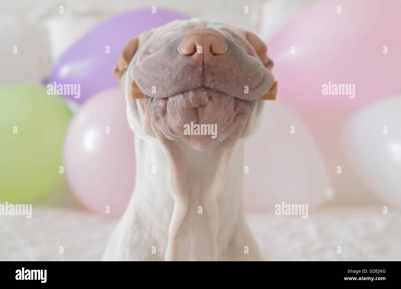 Shar pei dog with treat in his mouth surrounded by balloons Stock Photo