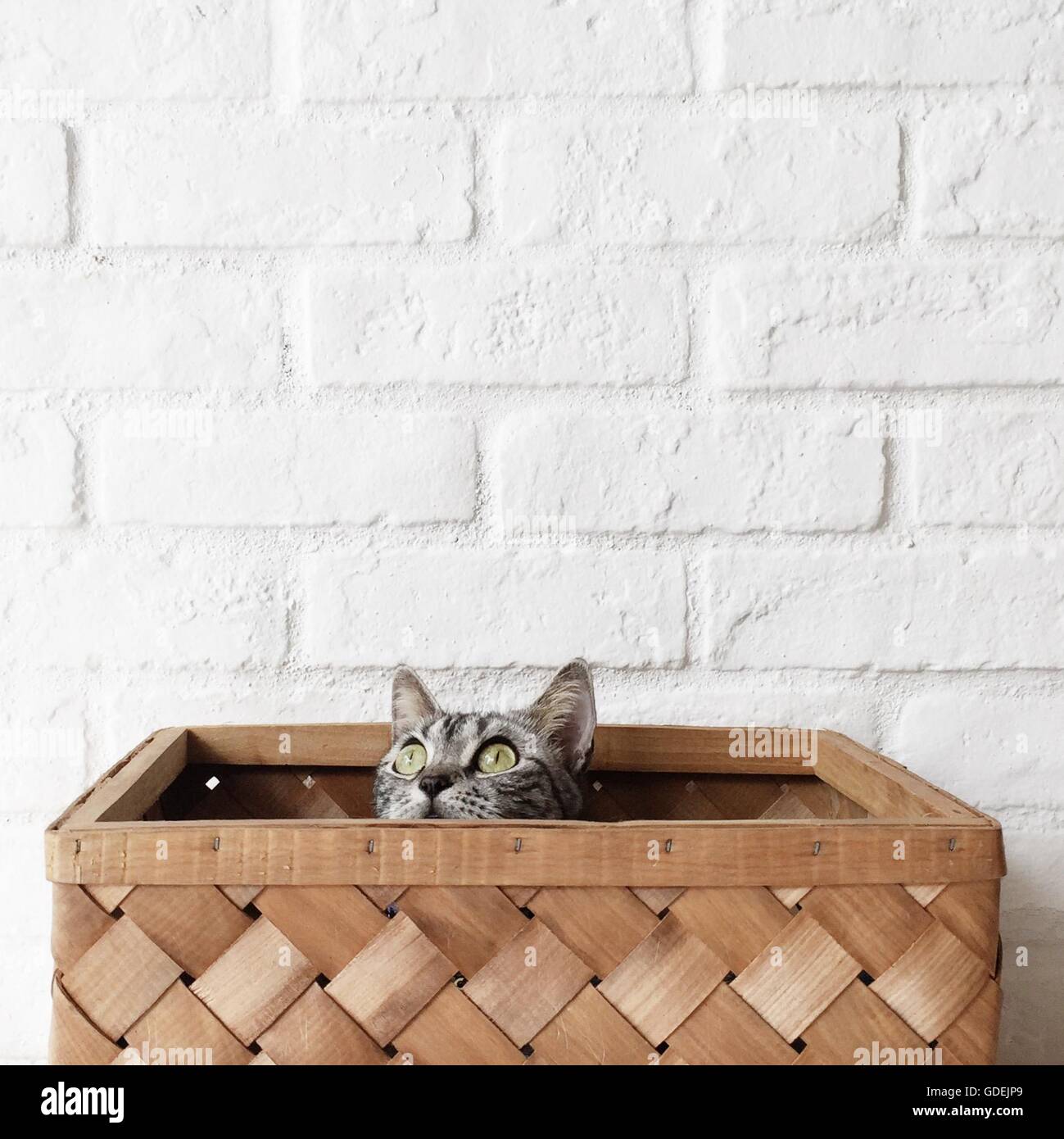 American shorthair cat sitting in basket looking up Stock Photo