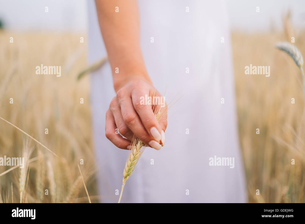 Woman standing in wheat field touching ear of wheat Stock Photo - Alamy