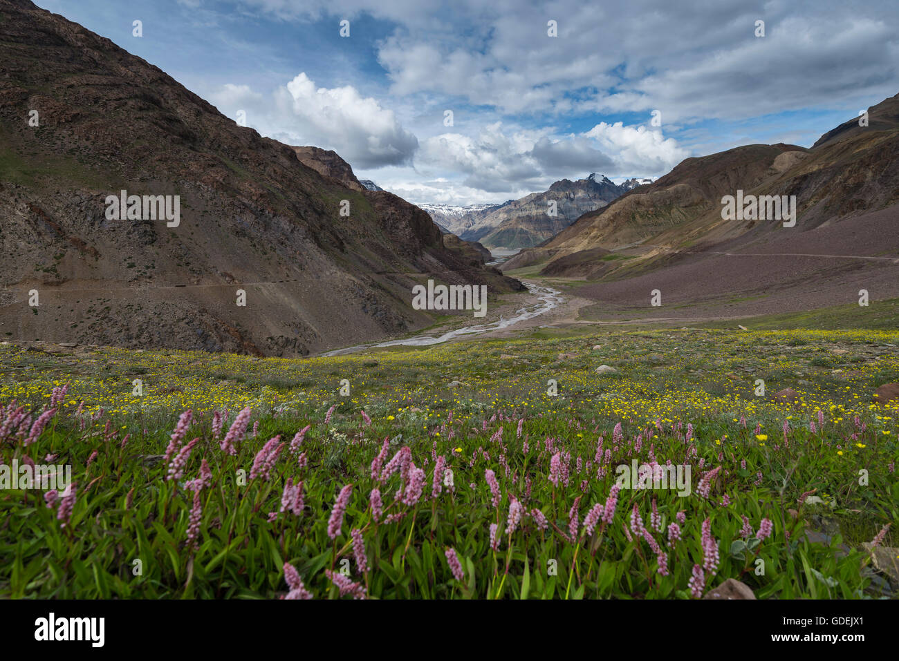 Wild Flowers in Spiti Valley, Lahul and Spiti, Himachal Pradesh, India