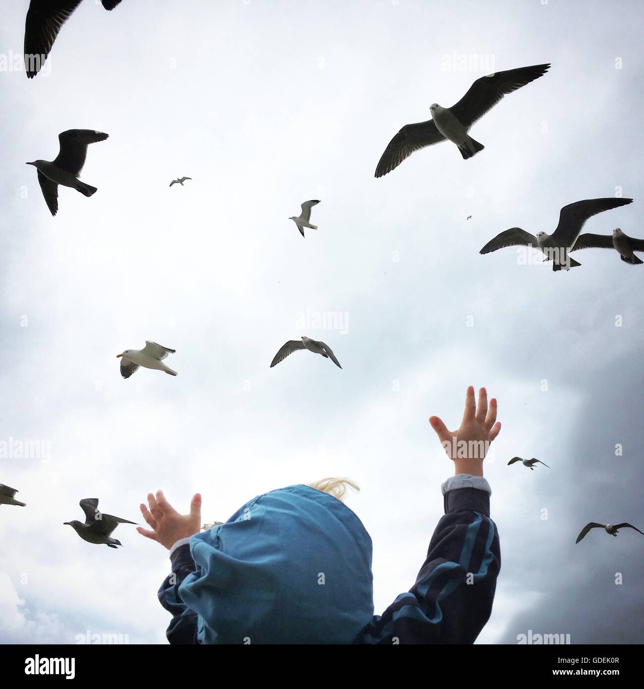 Boy with arms outstretched reaching for birds Stock Photo