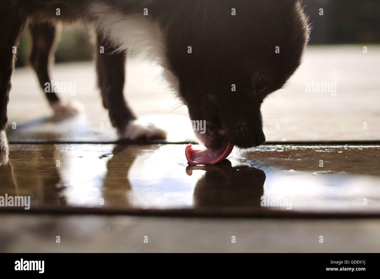 Why Is My Dog Licking The Floor