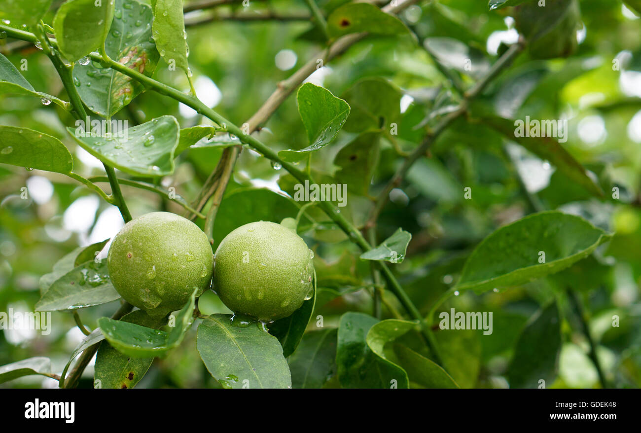 fresh limes, one major source of sour taste of Thai food Stock Photo