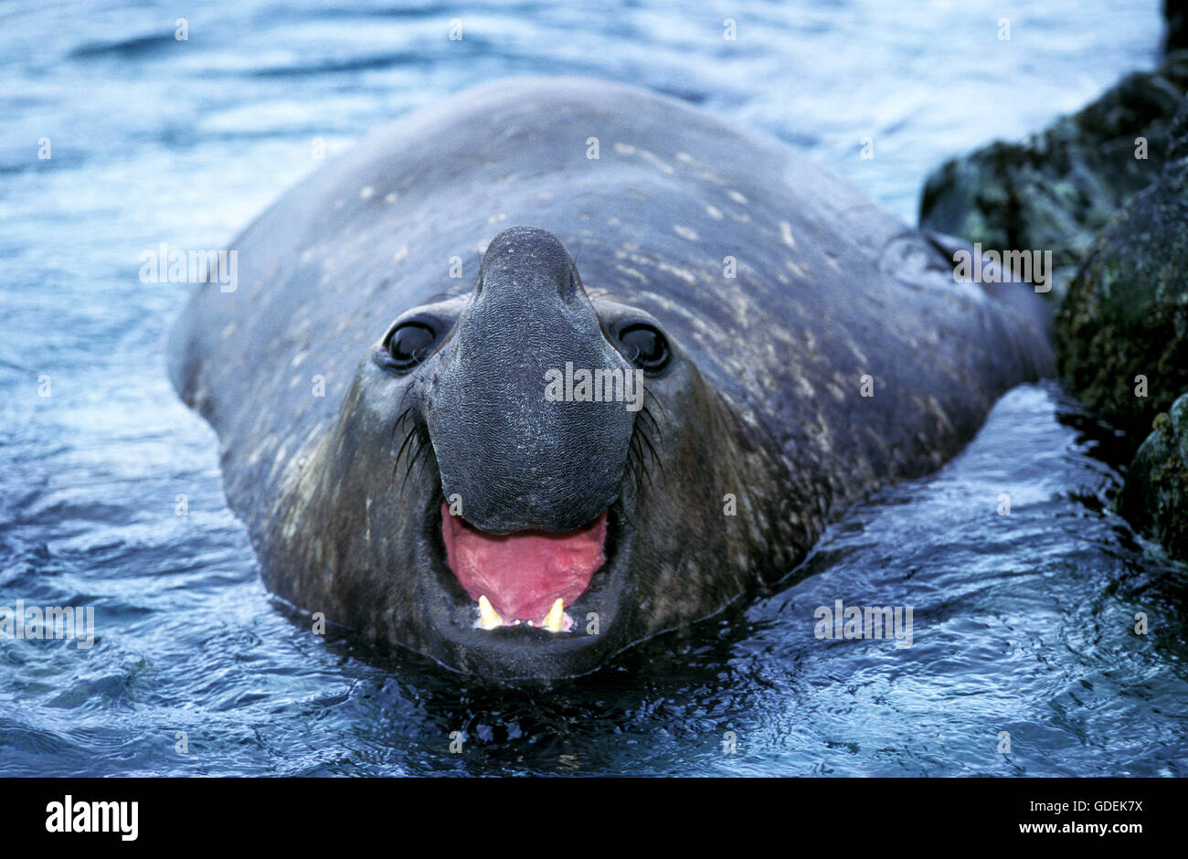 Southern Elephant Seal, mirounga leonina, Male calling, Antarctica Stock Photo