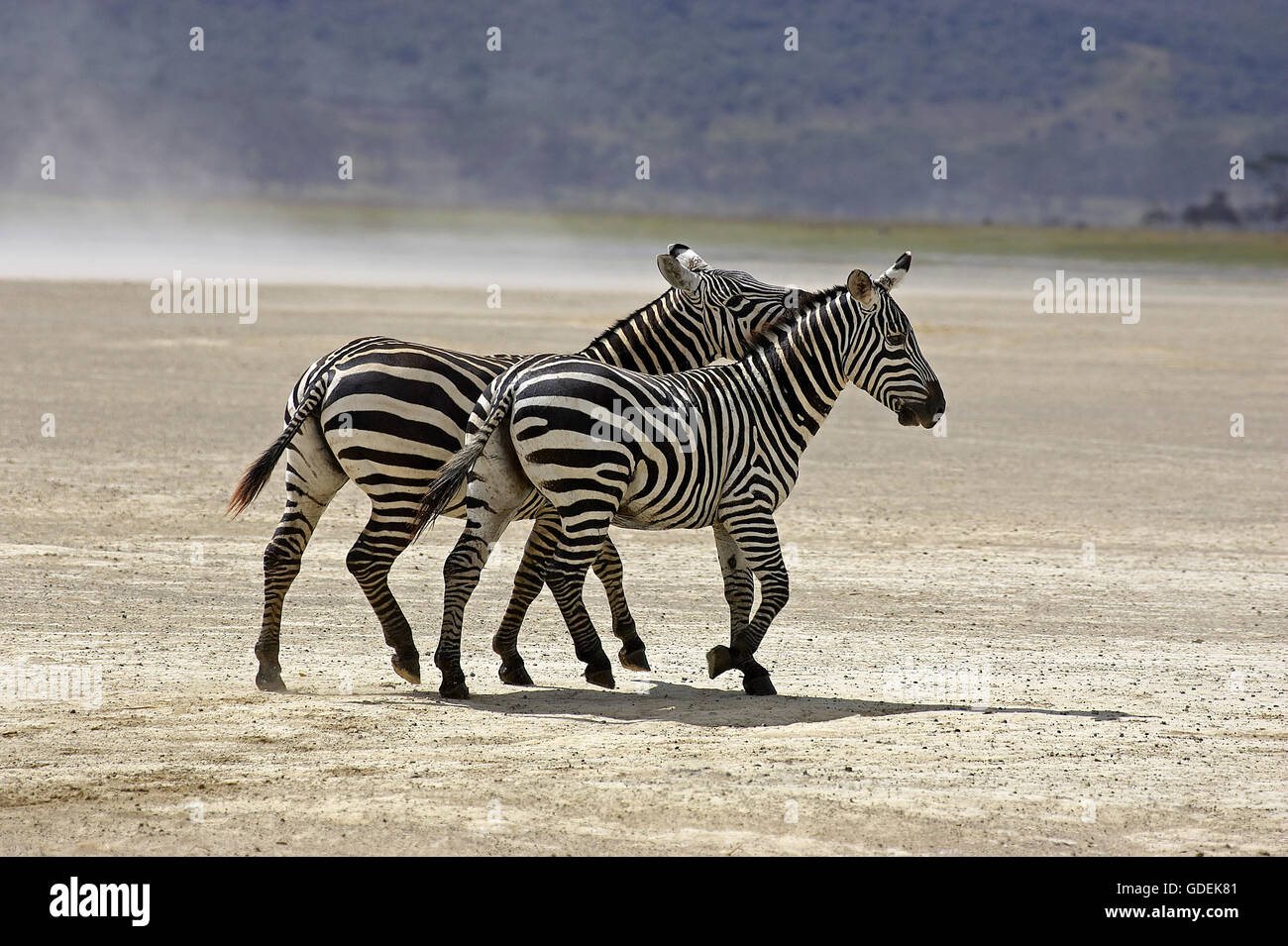 Grant's Zebra, equus burchelli boehmi, Adults at Nakuru Lake Park in Kenya Stock Photo