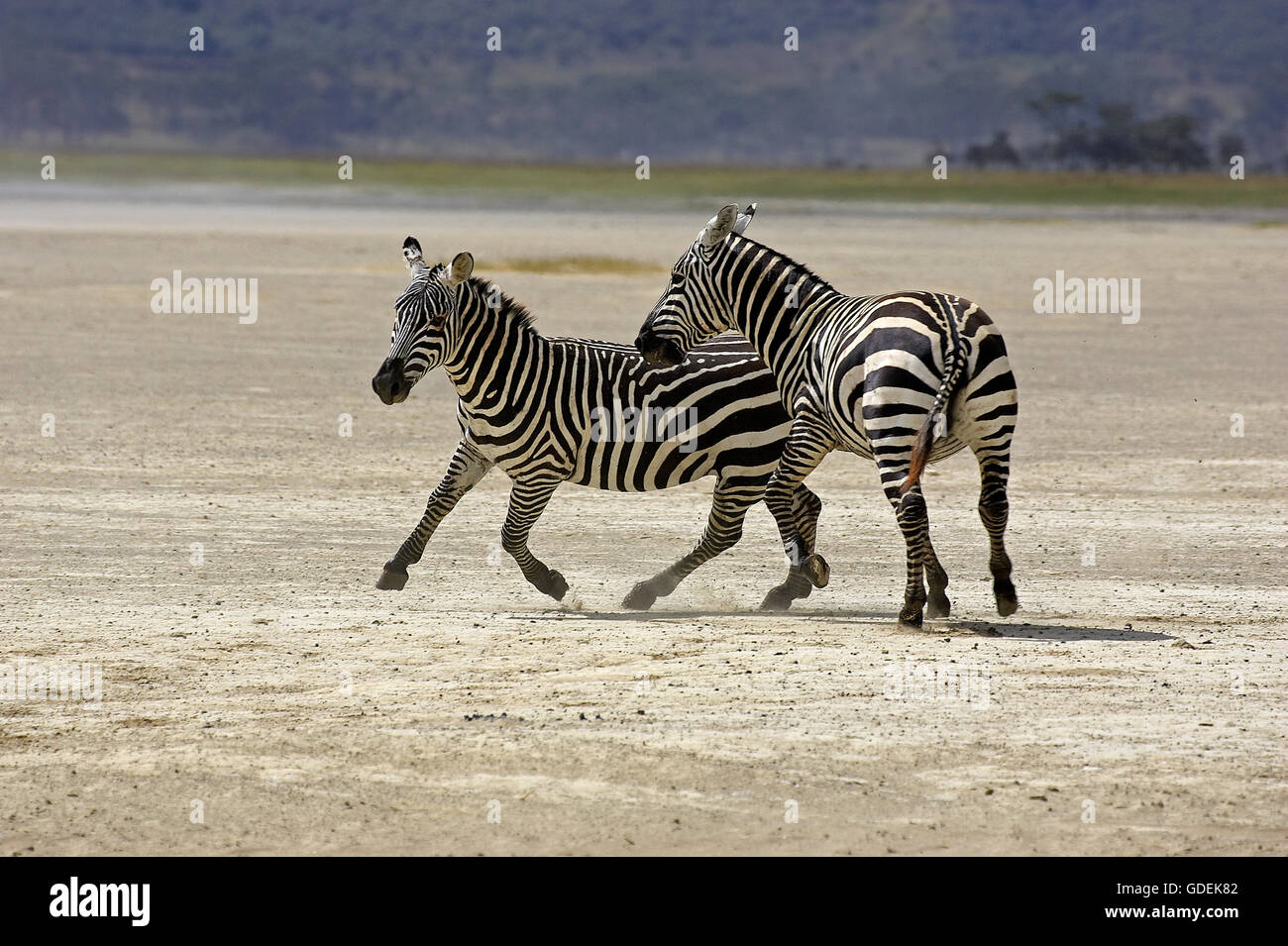 Grant's Zebra, equus burchelli boehmi, Adults at Nakuru Lake Park in Kenya Stock Photo