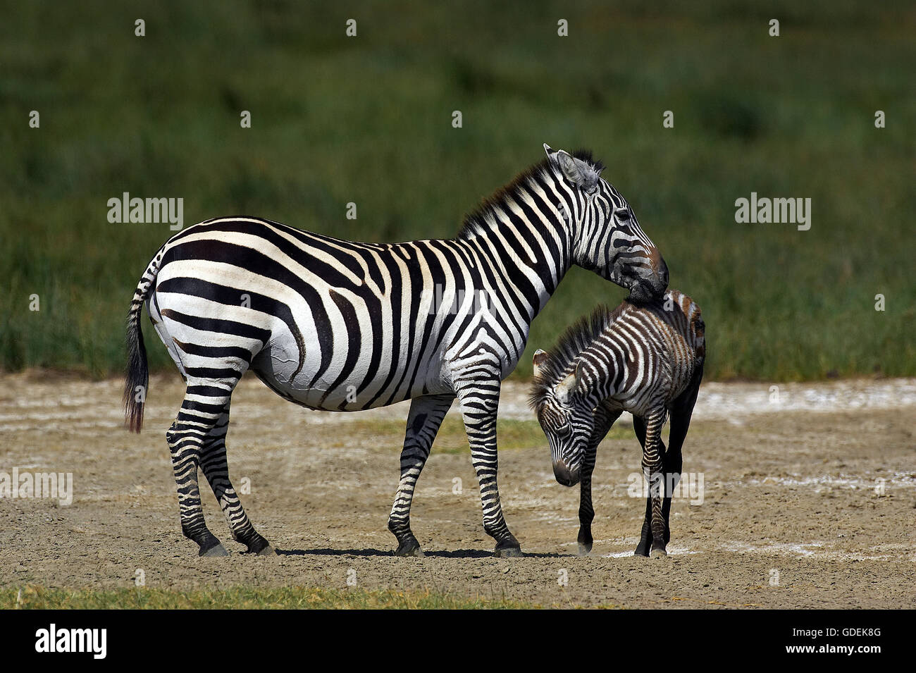 Grant's Zebra, equus burchelli boehmi, Mare with Foal, Nakuru Park in Kenya Stock Photo