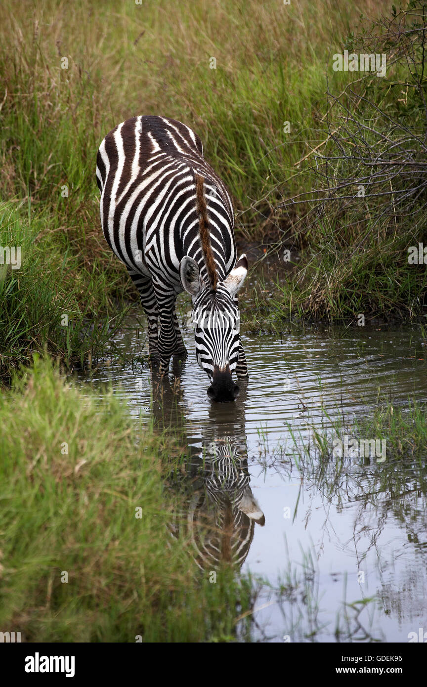 Burchell's Zebra, equus burchelli, Adult Drinking at Water Hole, Masai Mara Park in Kenya Stock Photo