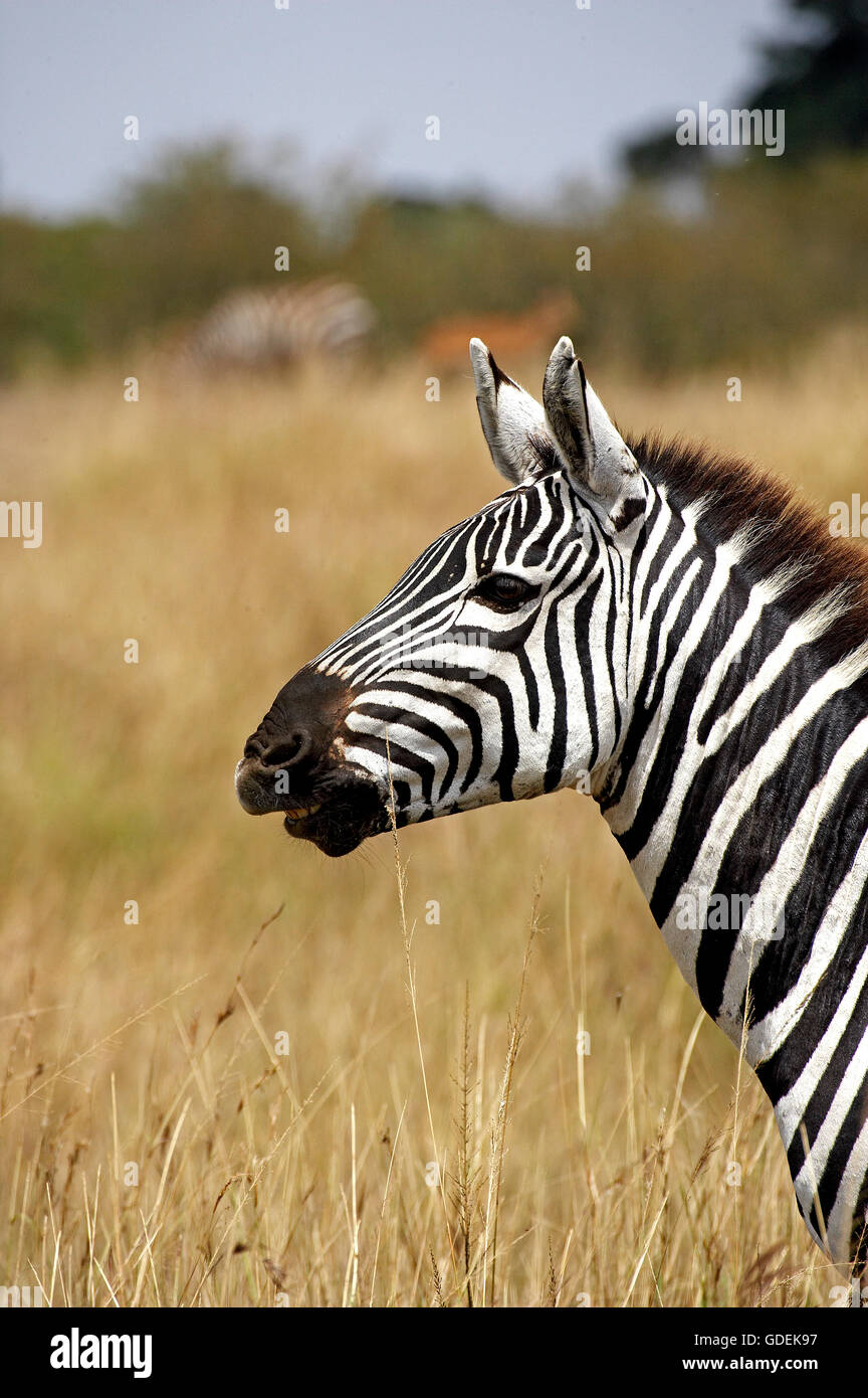 Burchell's Zebra, equus burchelli, Portrait of Adult, Masai Mara Park in Kenya Stock Photo