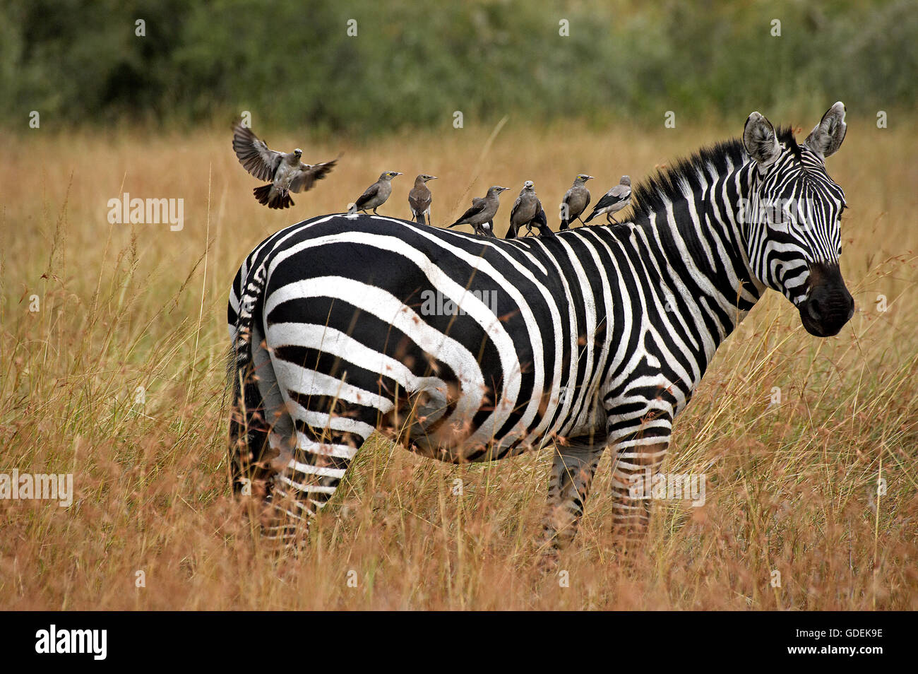 Burchell's Zebra, equus burchelli, Adult with Wattled starling on its Back, creatophora cinerea, Masai Mara Park in Kenya Stock Photo