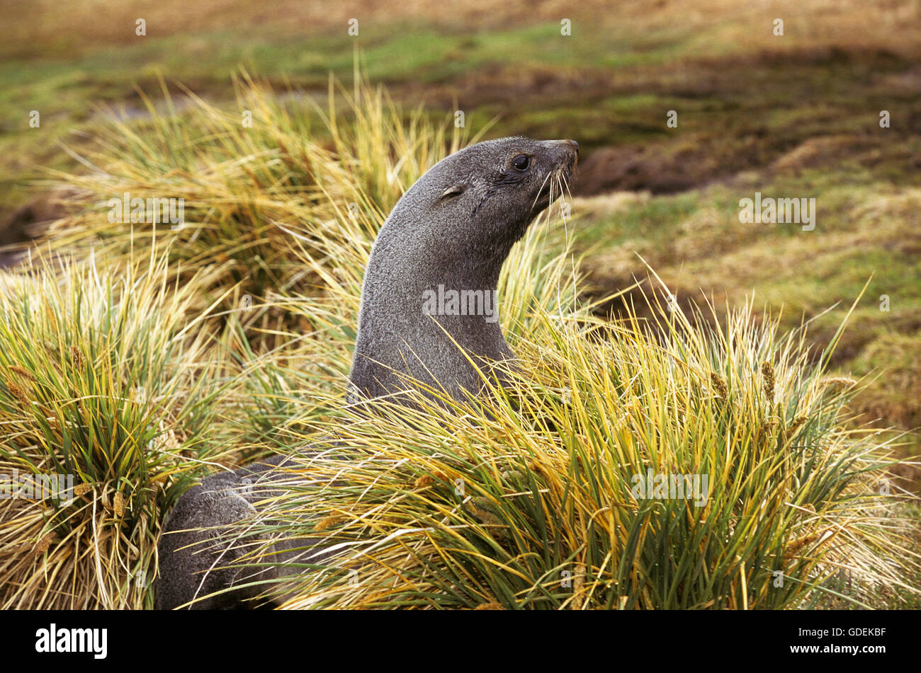 Antarctic Fur Seal, arctocephalus gazella, Adult in Long Grass Stock Photo