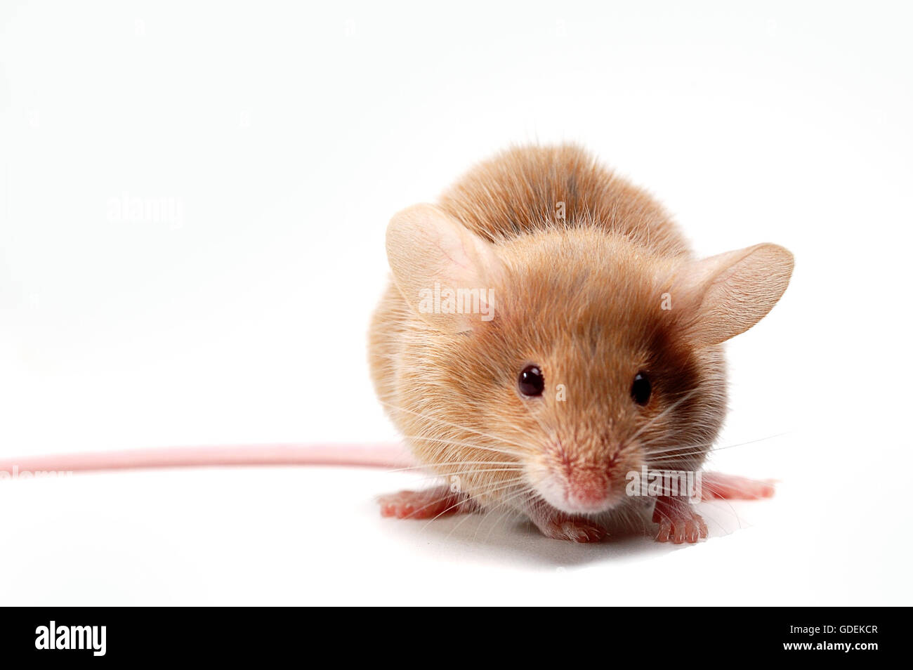 small cute mouse on white Stock Photo - Alamy