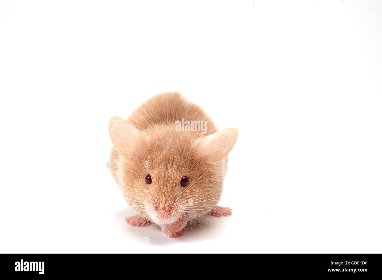 small  cute mouse on white Stock Photo