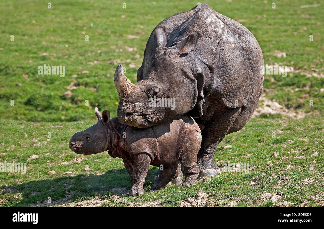Indian Rhinoceros, rhinoceros unicornis, Mother with Calf Stock Photo