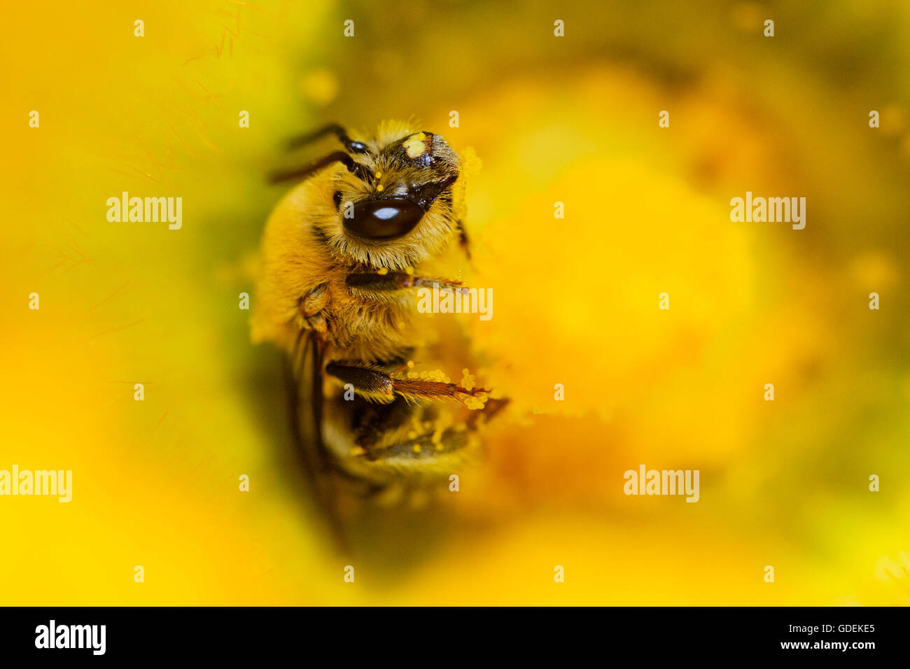 One Honey Bee full of pollen Stock Photo - Alamy