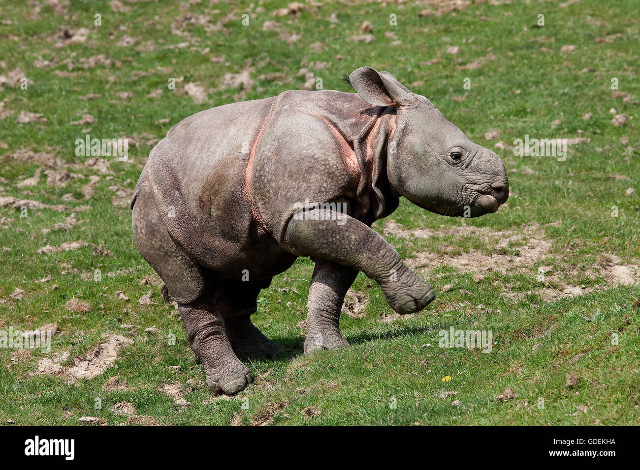 Indian Rhinoceros, rhinoceros unicornis, Calf Stock Photo