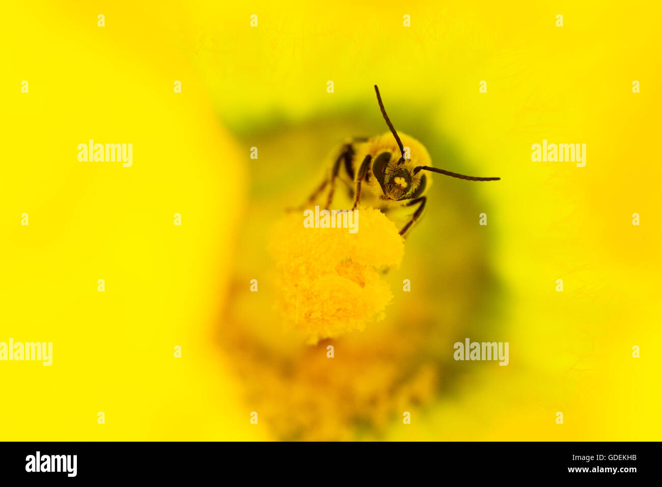 One Honey Bee full of pollen Stock Photo - Alamy