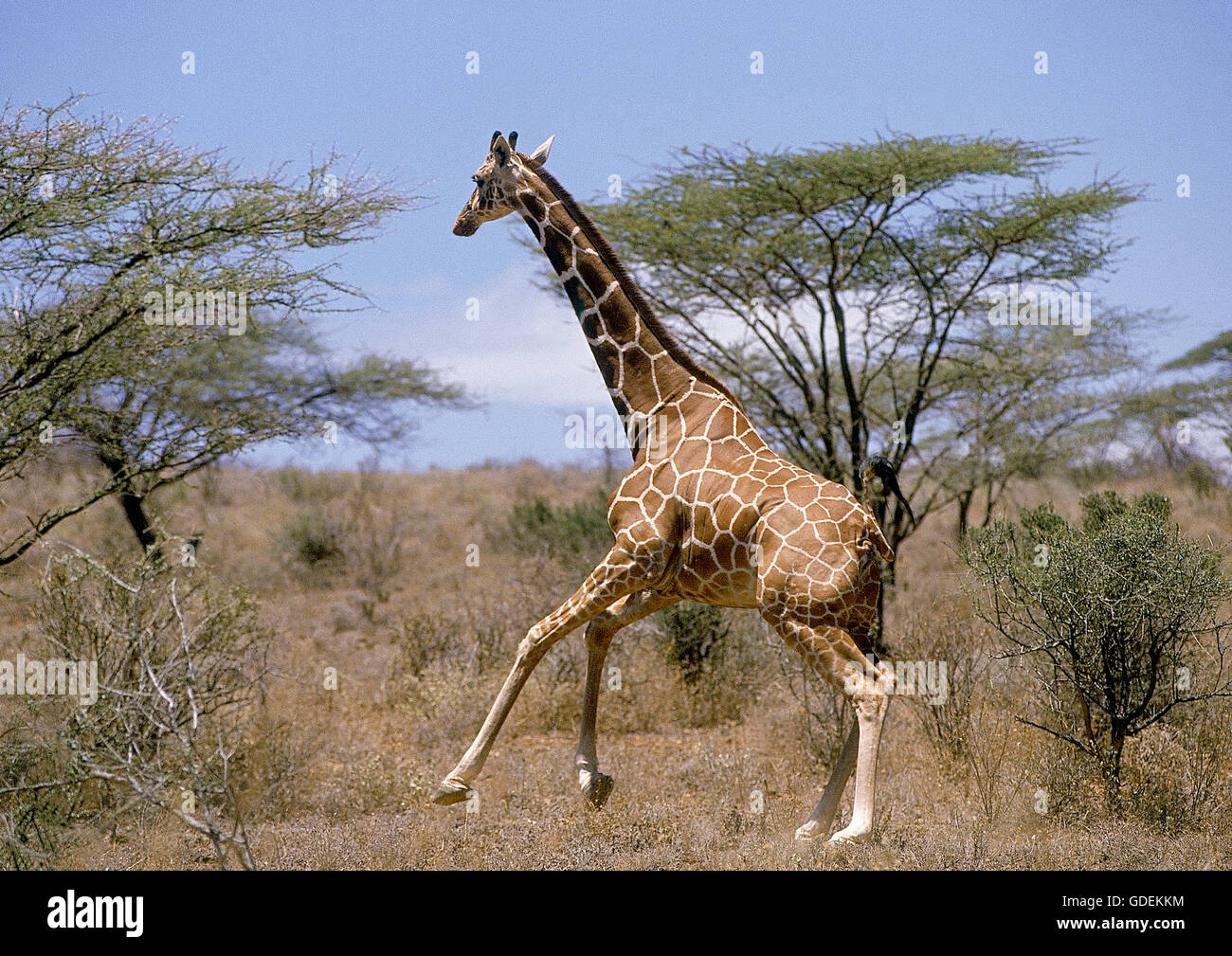 RETICULATED GIRAFFE giraffa camelopardalis reticulata, ADULT RUNNING THROUGH SAVANNAH, SAMBURU PARK IN KENYA Stock Photo