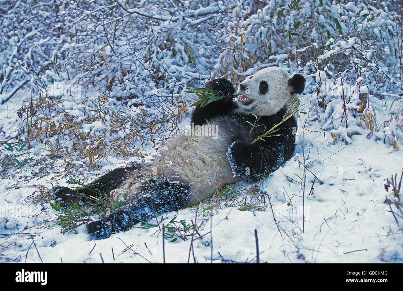 GIANT PANDA ailuropoda melanoleuca, WOLONG RESERVE IN SICHUAN PROVINCE, CHINA Stock Photo