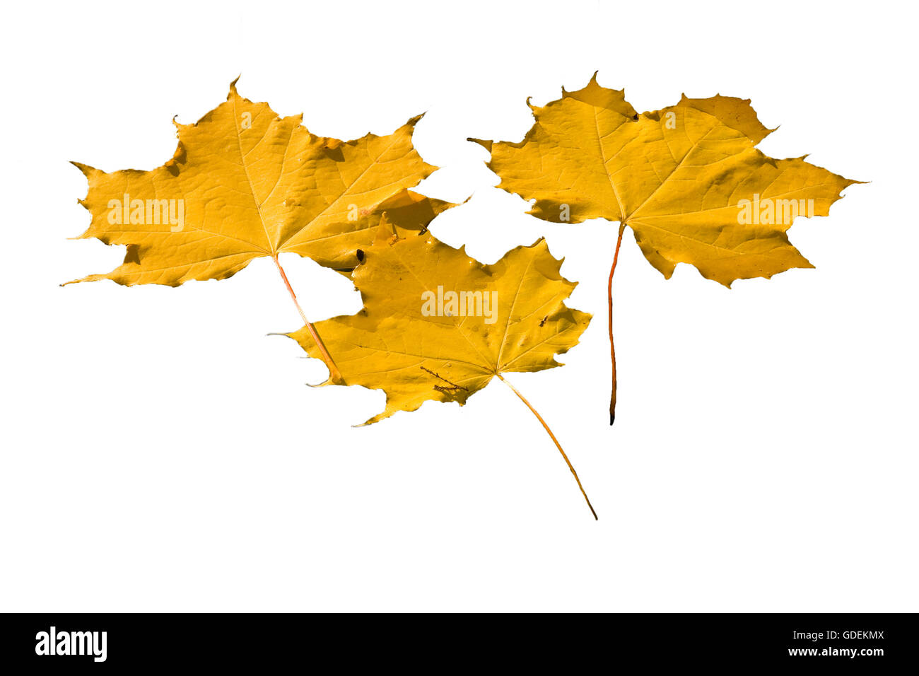 23,700+ Maple Leaf On Water Stock Photos, Pictures & Royalty-Free Images -  iStock