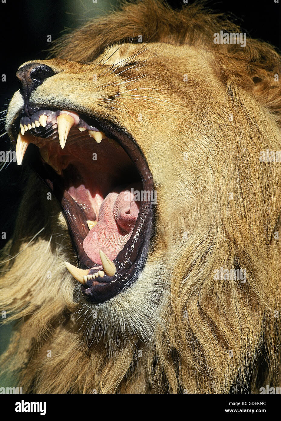 AFRICAN LION panthera leo, PORTRAIT OF MALE ROARING Stock Photo