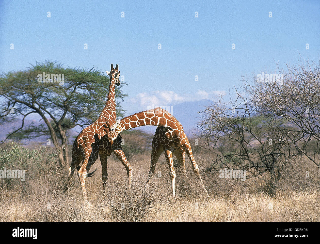 RETICULATED GIRAFFE giraffa camelopardalis reticulata, MALES FIGHTING, SAMBURU PARK IN KENYA Stock Photo