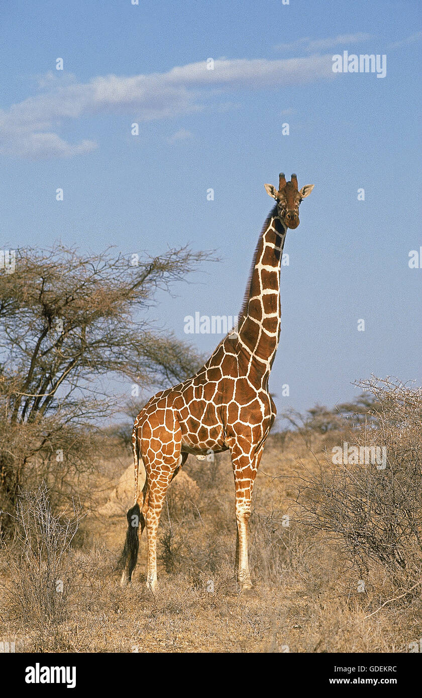 RETICULATED GIRAFFE giraffa camelopardalis reticulata, MALE LOOKING AROUND, SAMBURU PARK IN KENYA Stock Photo