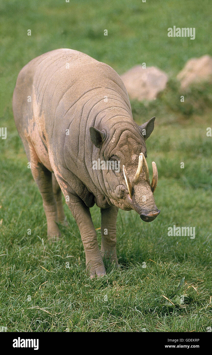 Male babirusa hi-res stock photography and images - Alamy