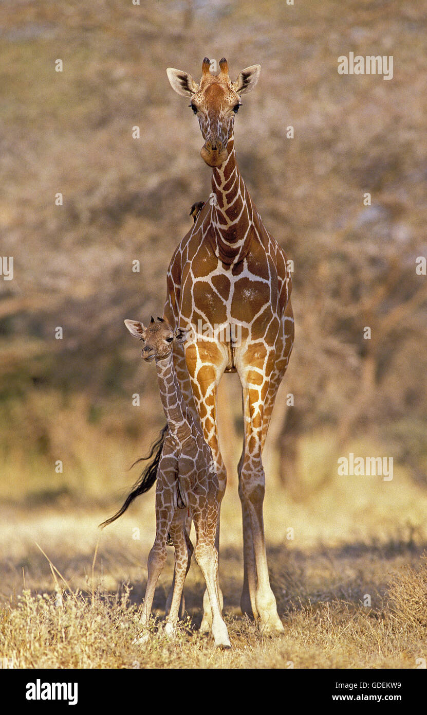 RETICULATED GIRAFFE giraffa camelopardalis reticulata, MOTHER WITH YOUNG, KENYA Stock Photo