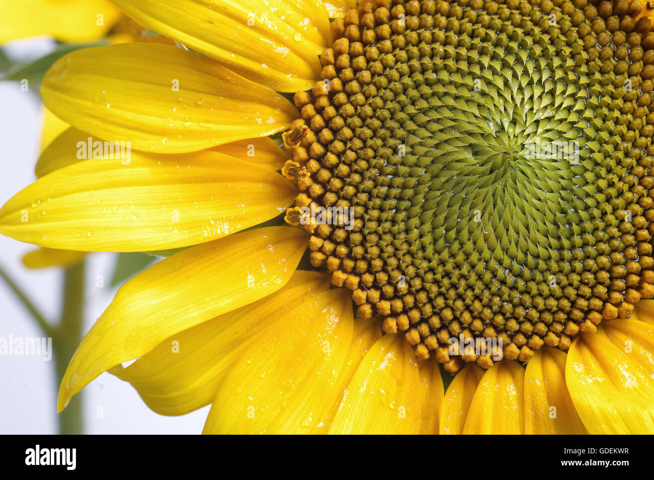 Sunflower close up isolated hi-res stock photography and images - Alamy