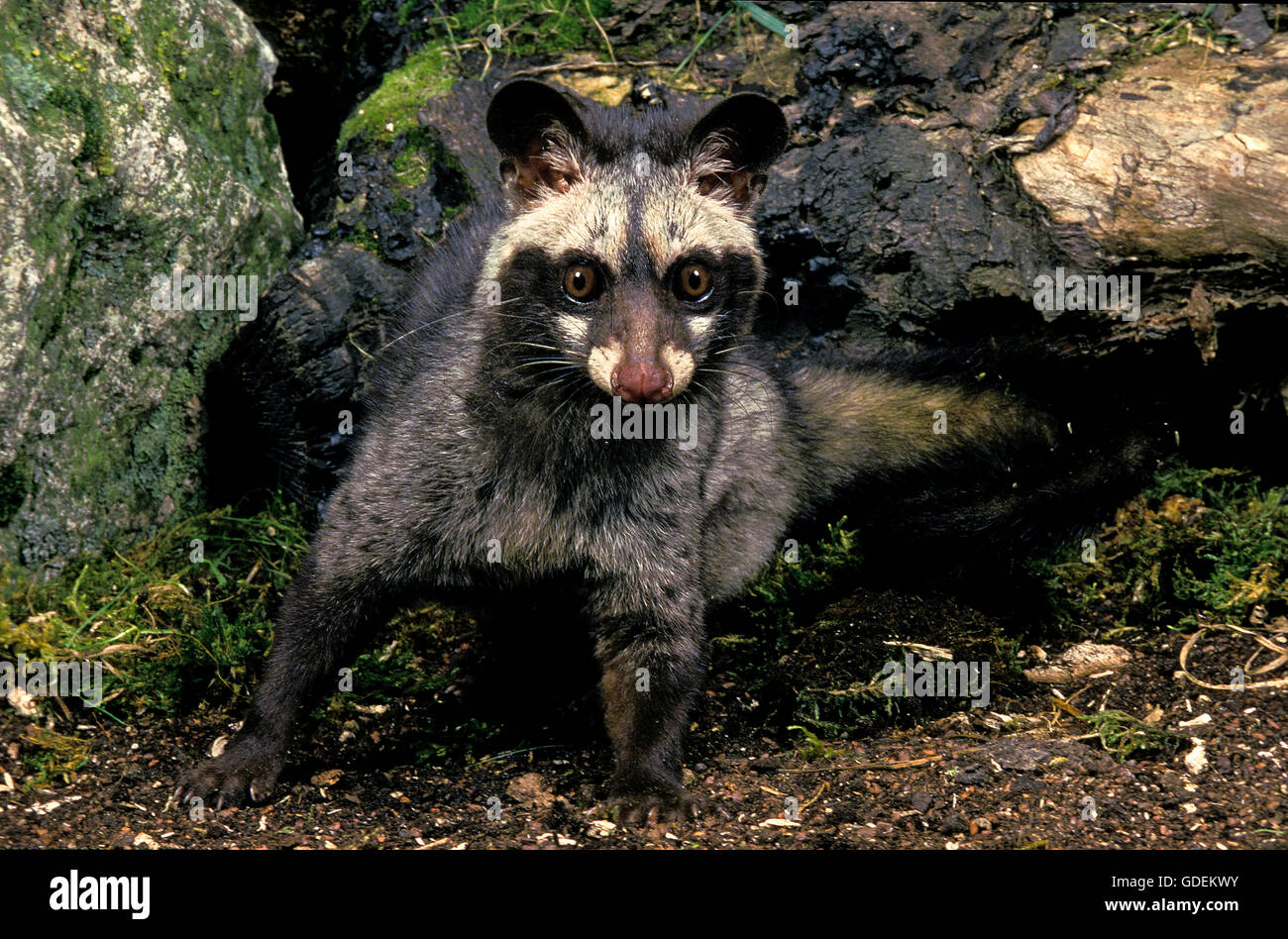 Palm civet hi-res stock photography and images - Alamy