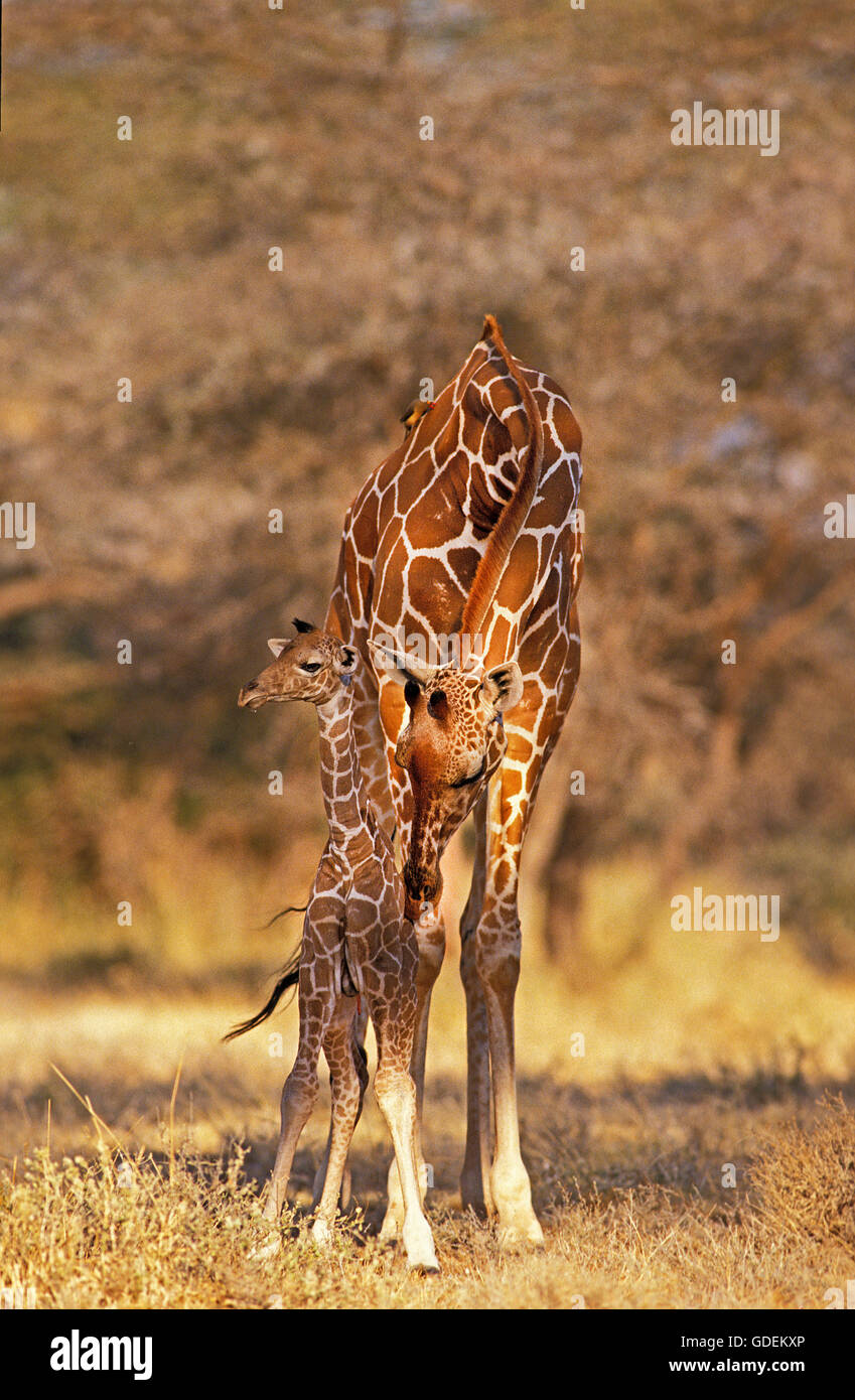 Reticulated Giraffe, giraffa camelopardalis reticulata, Mother licking Calf, Samburu park in Kenya Stock Photo