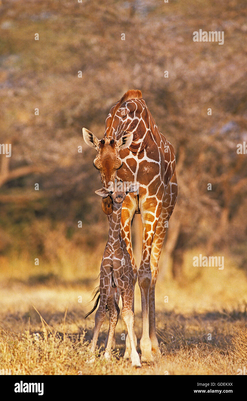 RETICULATED GIRAFFE giraffa camelopardalis reticulata, FEMALE WITH CALF, SAMBURU PARK IN KENYA Stock Photo