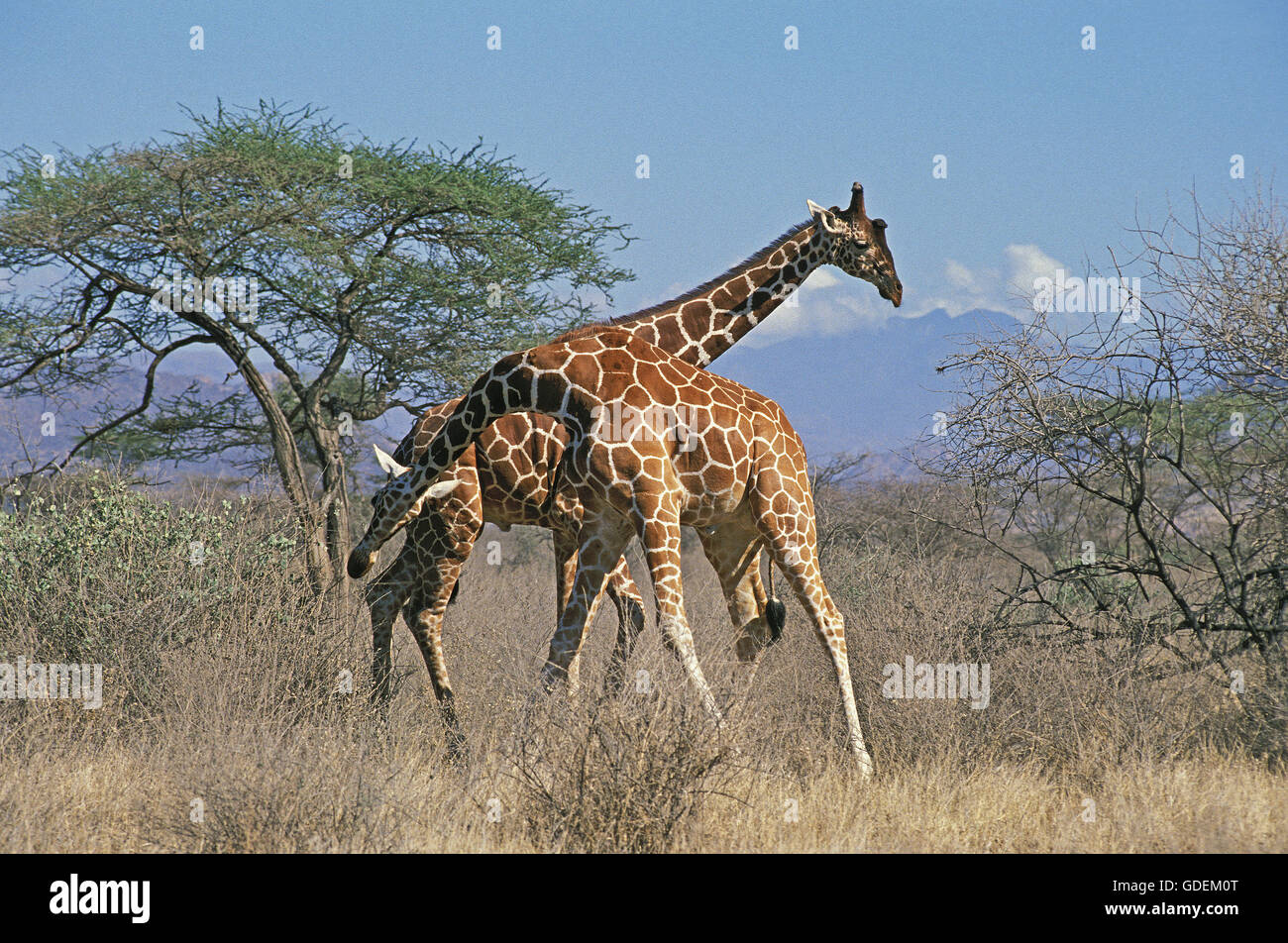 RETICULATED GIRAFFE giraffa camelopardalis reticulata, MALES FIGHTING, KENYA Stock Photo