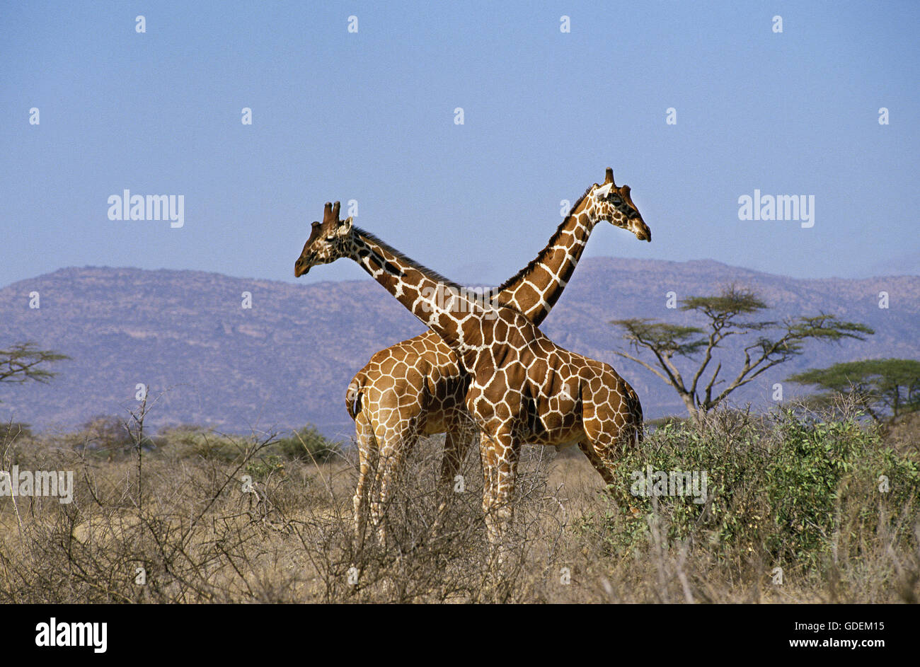 RETICULATED GIRAFFE giraffa camelopardalis reticulata, KENYA Stock Photo