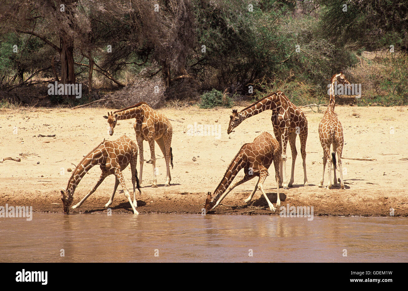 RETICULATED GIRAFFE giraffa camelopardalis reticulata, GROUP DRINKING AT RIVER, KENYA Stock Photo