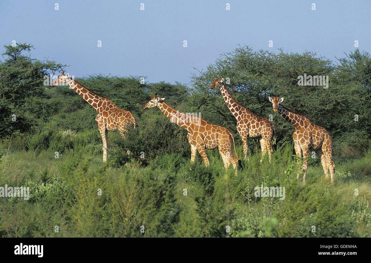 Reticulated Giraffe, giraffa camelopardalis reticulata, Group at Samburu Park in Kenya Stock Photo