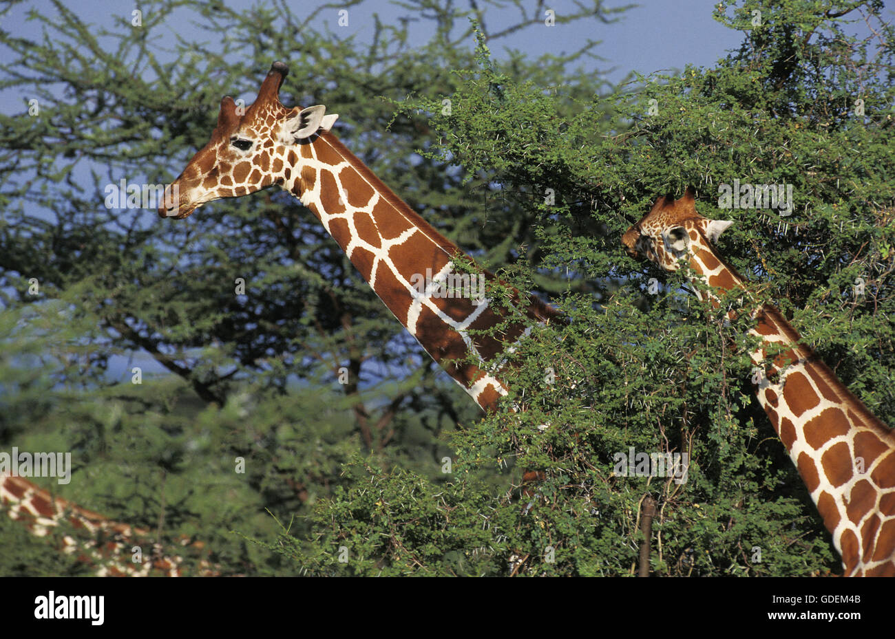 Reticulated Giraffe, giraffa camelopardalis reticulata, Samburu Park in Kenya Stock Photo
