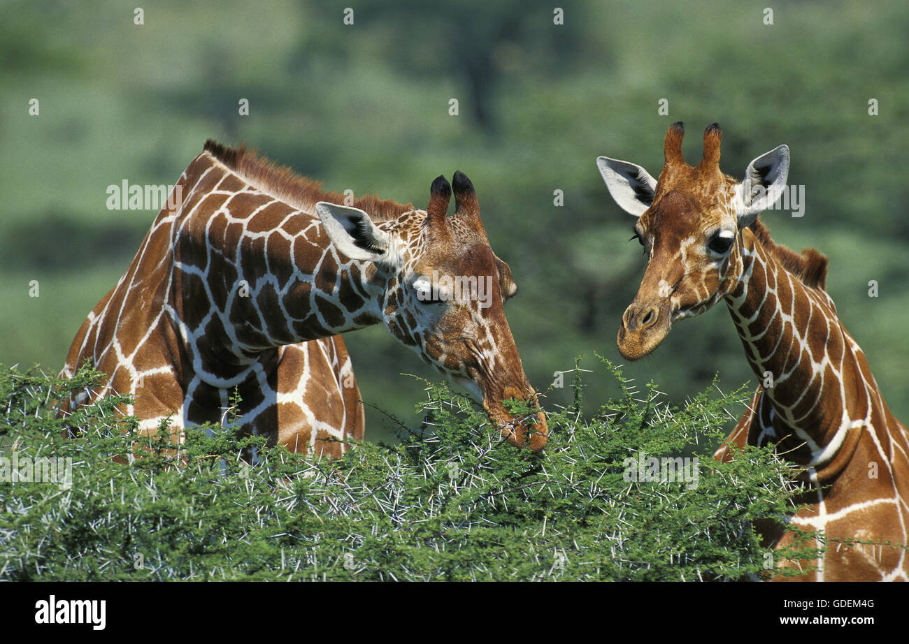 Reticulated Giraffe, giraffa camelopardalis reticulata, Pair eating Acacia Tree, Samburu Park in Kenya Stock Photo