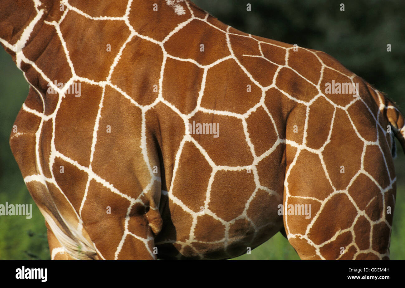 Reticulated Giraffe, giraffa camelopardalis reticulata, Close up of Skin, Samburu Park in Kenya Stock Photo