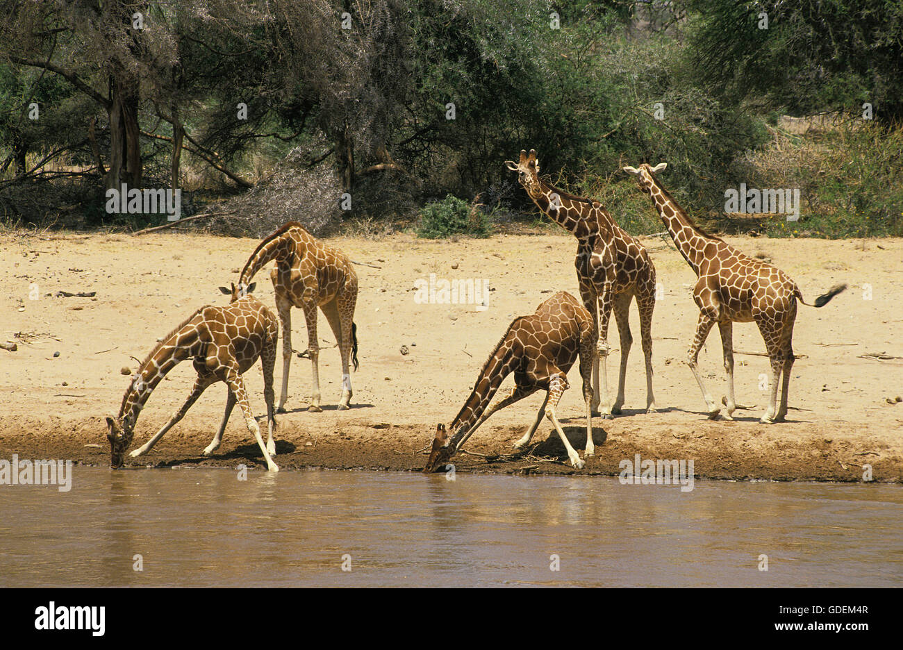 Reticulated Giraffe, giraffa camelopardalis reticulata, Herd driking at River, Samburu Park in Kenya Stock Photo