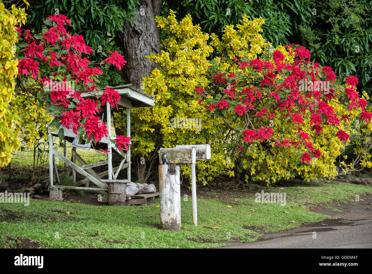 USA,Vereinigte Staaten,Amerika,Hawaii,Maui,Hana, Stock Photo