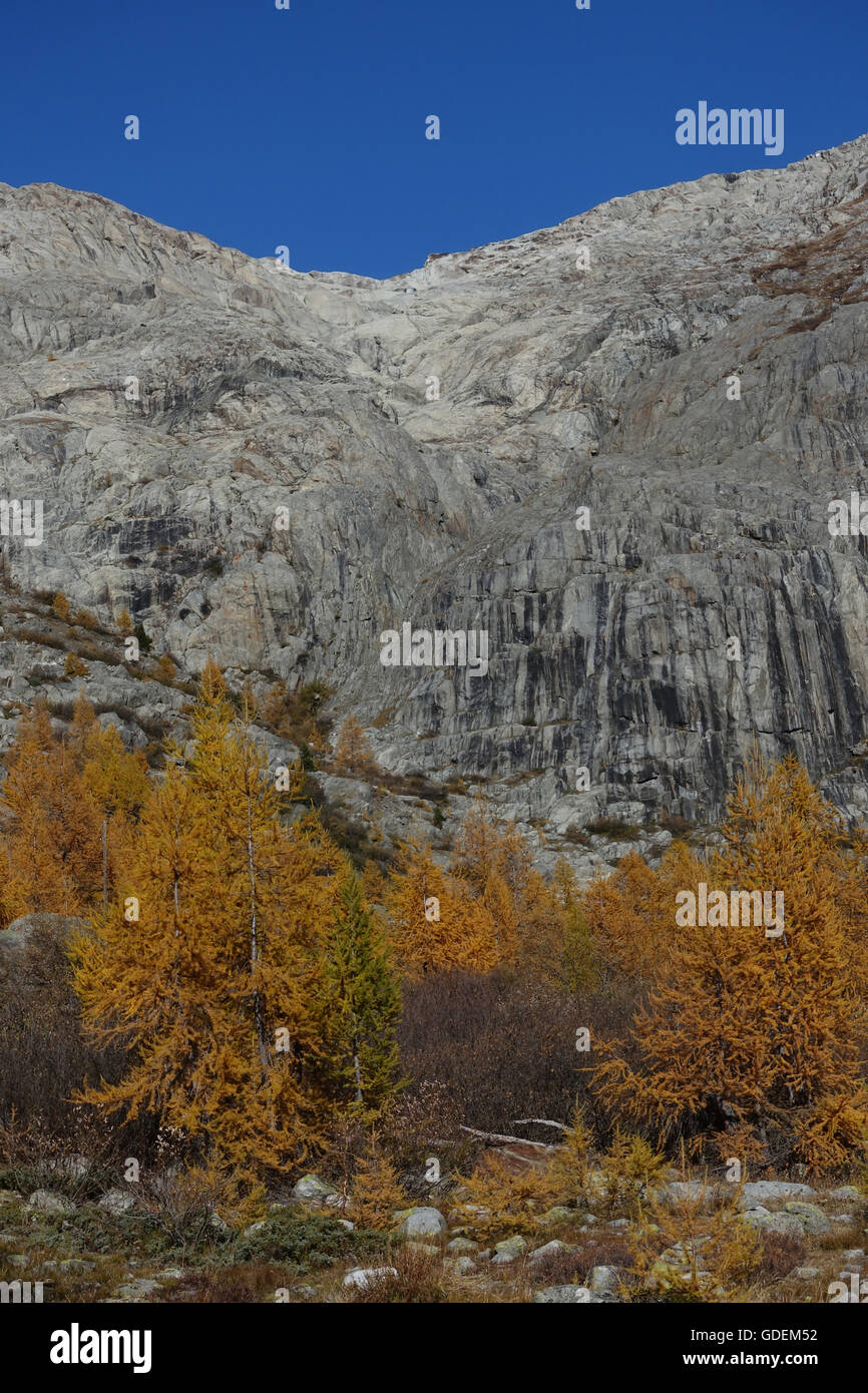 Switzerland,Europe,Valais,Goms,Gletsch,autumn,tree,larches,Rhone glacier, Stock Photo
